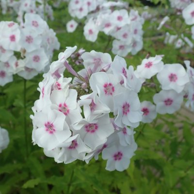 Phlox paniculata Elise i Bossgården, Höstflox, P11cm