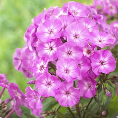Phlox paniculata Famous ™ Purple