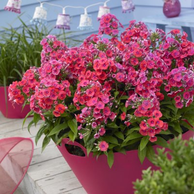 Phlox paniculata Coral Flame ® (Barsixtytwo), Höstflox, SQ1