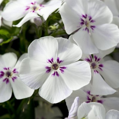 Phlox paniculata Light Blue Flame ®, Höstflox