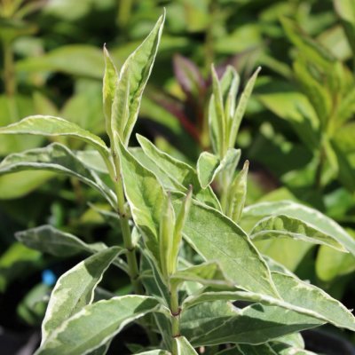 Phlox paniculata Norah Leigh, Höstflox, P11cm