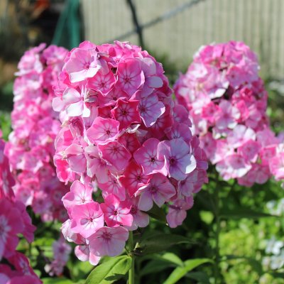 Phlox paniculata Pink Eye Flame ®, Höstflox