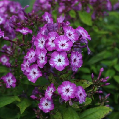 Phlox paniculata Purple Eye Flame ®, Höstflox