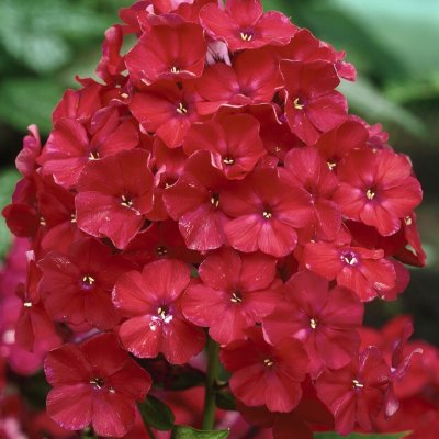 Phlox paniculata Röd, Höstflox, 1st
