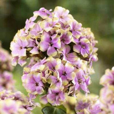 Phlox paniculata Sherbet Blend ®, Höstflox