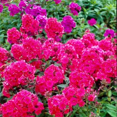 Phlox paniculata Starfire, Höstflox, SQ1
