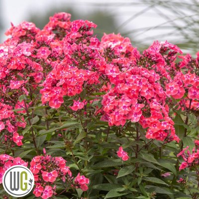 Phlox paniculata Glamour Girl ®, Höstflox, C3