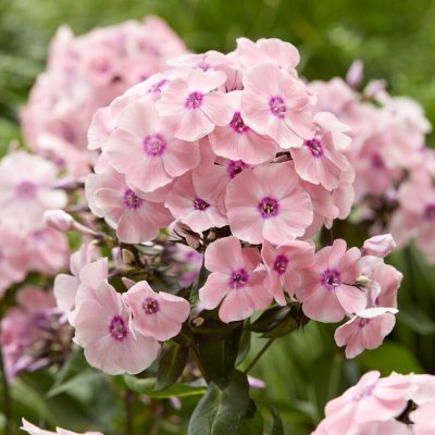 Phlox paniculata Sweet Summer ™ Queen
