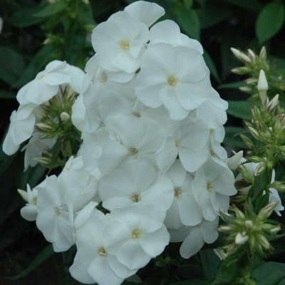Phlox paniculata Sweet Summer Snow imp. ™ ®, Höstflox, C3