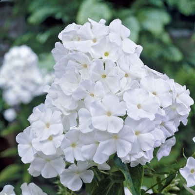 Phlox paniculata Vit, Höstflox, 1st