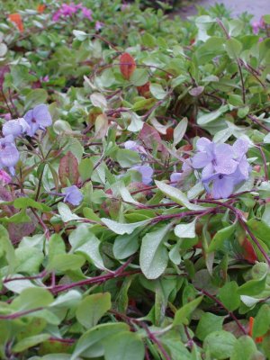 Phlox stolonifera Blue Ridge , Krypflox, C11,5cm