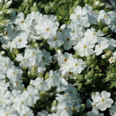 Phlox subulata Maischnee, Mossflox, C11,5cm