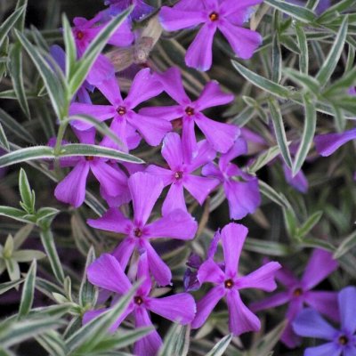 Phlox subulata Nettleton Variation, Mossflox