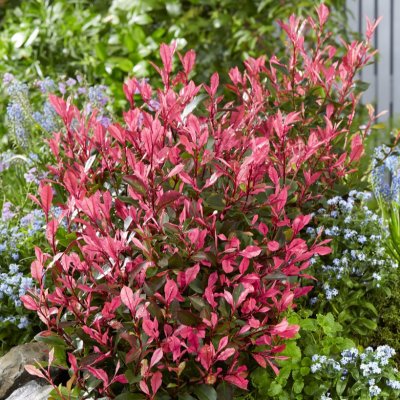 Photinia x fraseri Little Fenna, Snittmispel