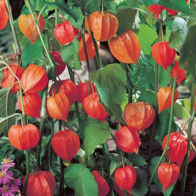 Physalis alkekengi franchetii, Japansk Lykta, 4st