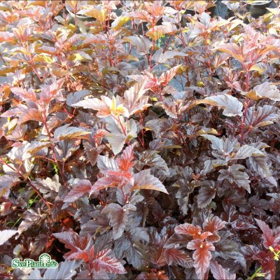 Physocarpus opulifolius Lady in Red ®, Djävulsbuske,Smällspirea, 80 stam C7,5
