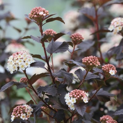 Physocarpus opulifolius Diabolo ®, Djävulsbuske,Smällspirea, 40-50 C3