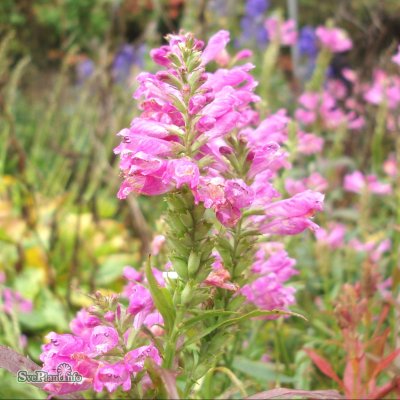 Physostegia virginiana Bouquet Rose, Drakmynta, P9cm