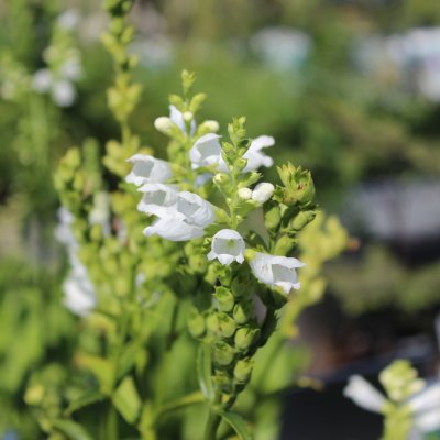 Physostegia virginiana Summer Snow, Drakmynta, P9cm