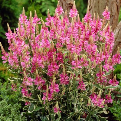 Physostegia virginiana Variegata, Drakmynta, P9cm