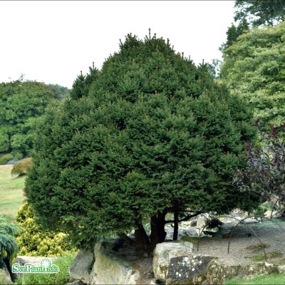 Picea abies Ohlendorffii, Dvärggran, 25-30 C3