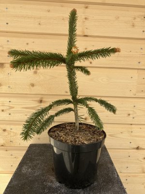 Picea abies Virgata, Ormgran