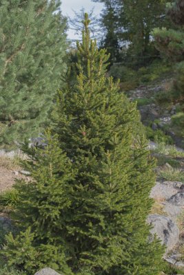 Picea abies Will´s Zwerg, Norgegran