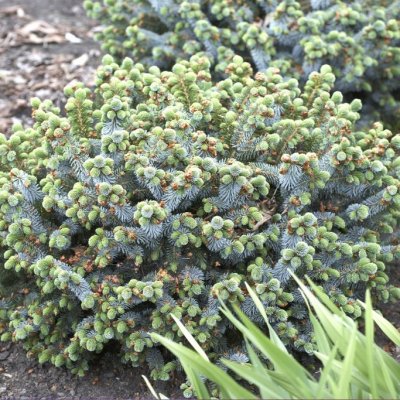 Picea glauca Blue Planet