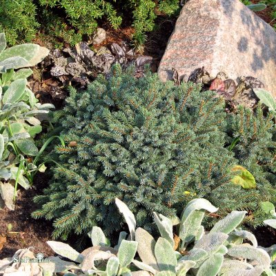 Picea glauca Echiniformis, Dvärgblågran, 20-25 C3,5