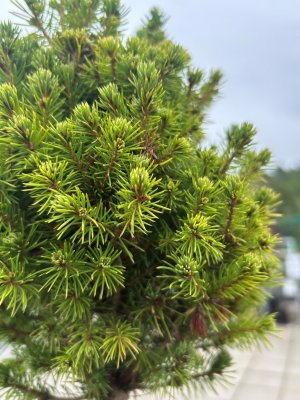 Picea glauca Perfecta ®, Sockertoppsgran Stam