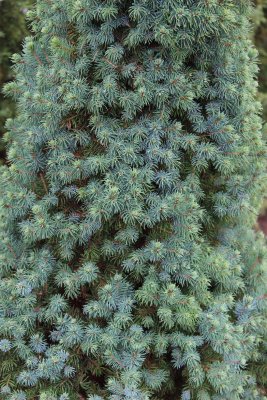 Picea glauca Sanders Blue, Sockertoppsgran, 40-50 C3,5