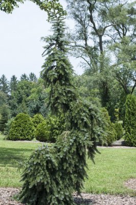 Picea omorika Pendula, Serbgran, 80-100 C7,5