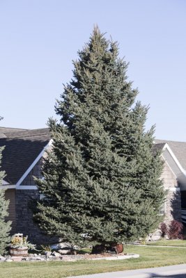 Picea pungens, Silvergran