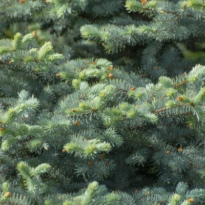 Picea pungens Blue Diamond ®, Blågran