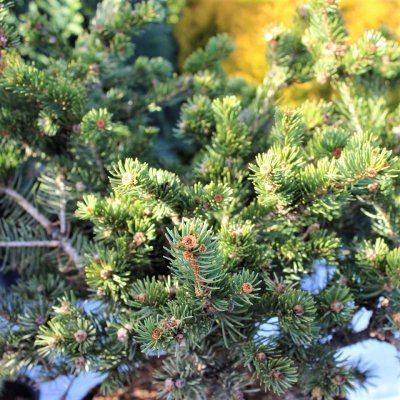 Picea pungens Lucky Strike, Blågran, 40-50 C7,5