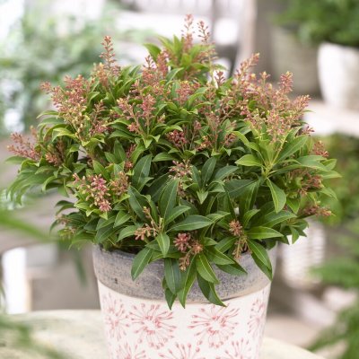 Pieris japonica Purity, Japansk Buskrosling