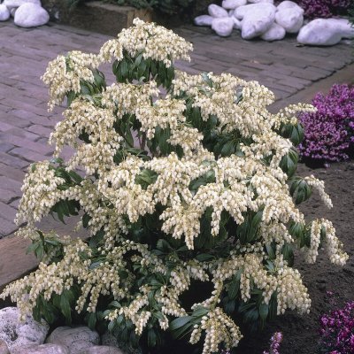 Pieris japonica White Cascade, Japansk Buskrosling