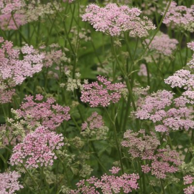 Pimpinella major Rosea