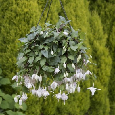 Fuchsia Pink Marshmallow