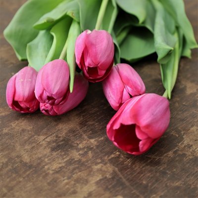 Tulpan Mix Purpletastic 30st