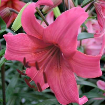 Tigerlilja Pink Flight 3st