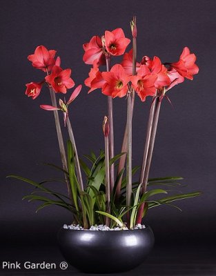 Amaryllis Multiflora Pink Garden