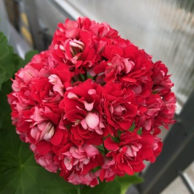 Rosenpelargon Pink Rambler, kruka