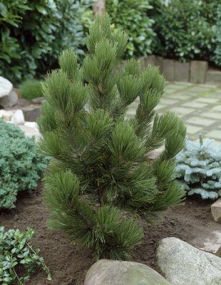Pinus heldreichii Satellit, Ormskinnstall
