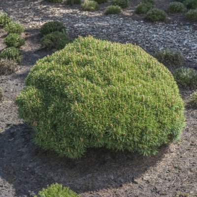 Pinus mugo Benjamin, Bergtall