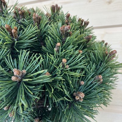 Pinus mugo Mops, Bergtall, 80 stam C10