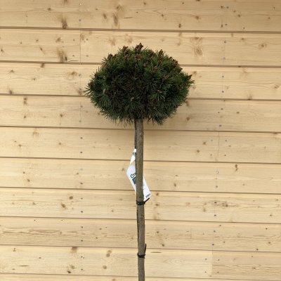 Pinus mugo Mops, Bergtall, 80 stam C10
