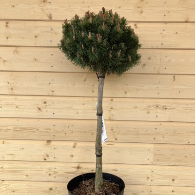 Pinus mugo Mops, Bergtall