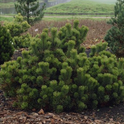 Pinus mugo ssp. Mugo, Bergtall