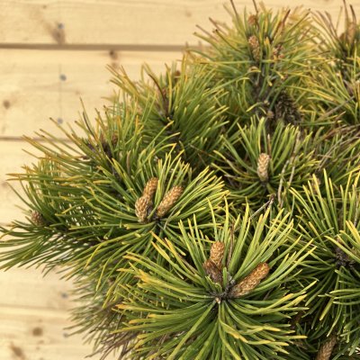 Pinus mugo Winter Sun, Bergtall, 60 stam C10